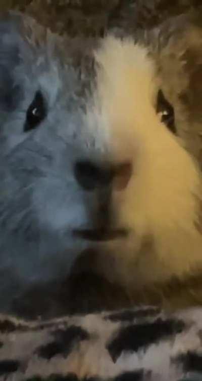 Puddn’ got caught eating her poop :’)