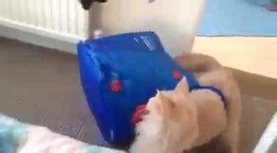 Cat-astrophic failure