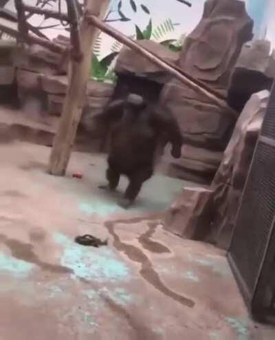 Any clue what type of monkey this is?