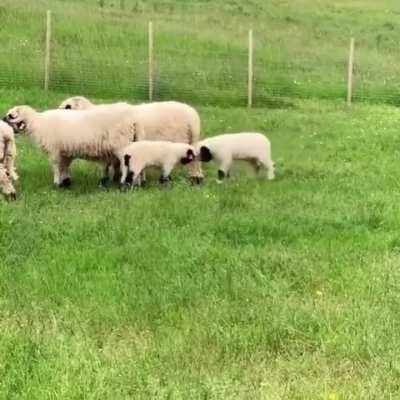 One shall stand, one shall fall