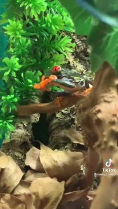 Thanks, I hate frogs eating