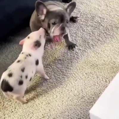 Petting the pig