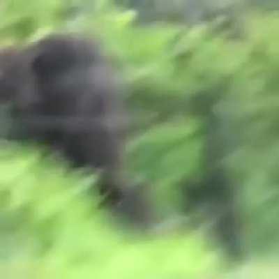 🔥 Elephant testing if the fence is electrified before breaking it 🔥