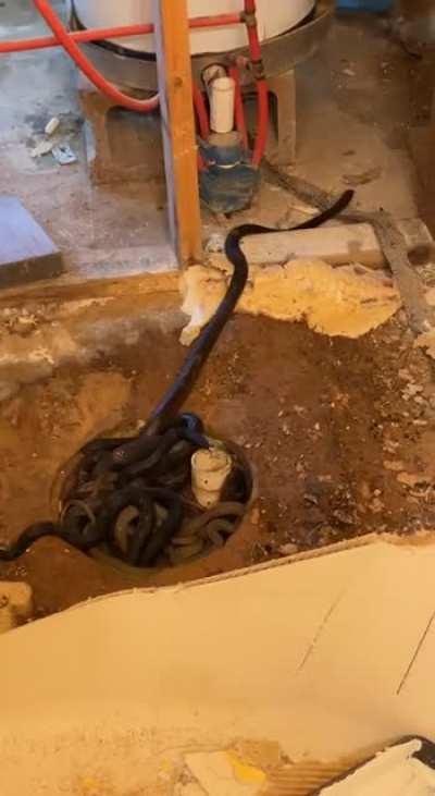 Removed the shower pan today while doing a remodel to find this. 10 snakes ranging from 3ft to 5ft