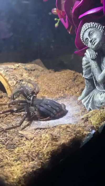 A Spider molting - spider shedding their old exoskeleton