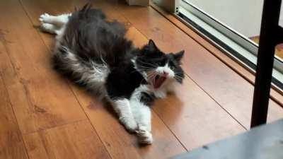 Cack cack YAWN cack cack