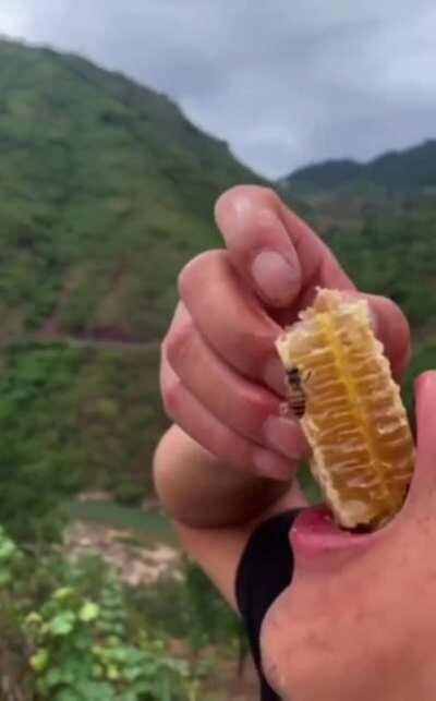 Guy eats fresh honey with a bee on it