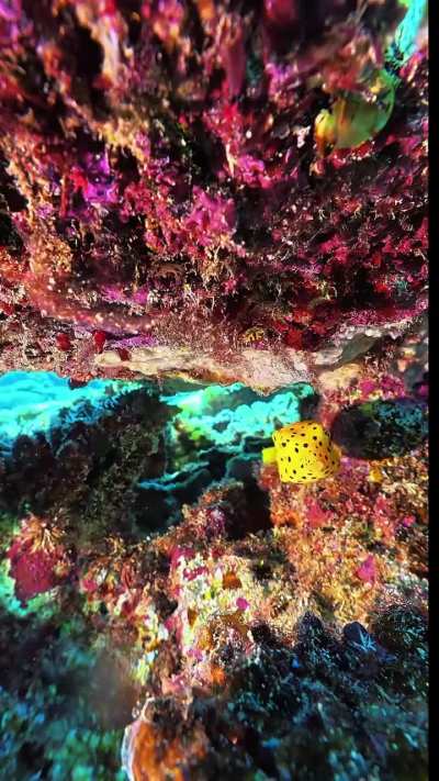 Fish patrols it's habitat