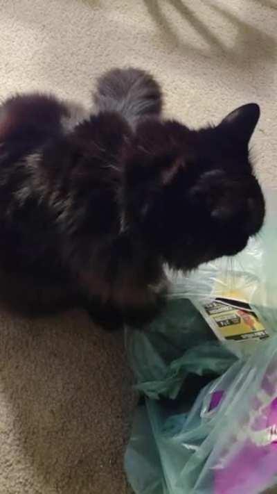 Nemo and the plastic bag