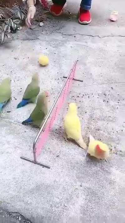 Not exactly black crows