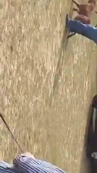 Yes, the 'Pitbulls Only' meetup went about as well as you could expect.