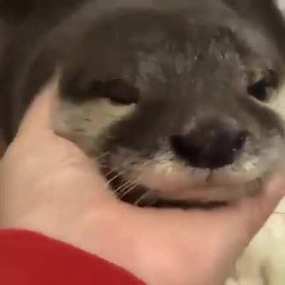 DON'T CRY, DEAR OTTER ... I LUV YA