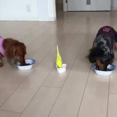 Eating with his brothers!