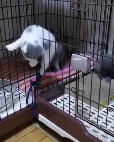 There is no cage that can hold me up!