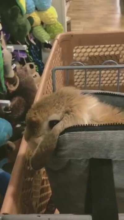 Momo’s first trip to Homegoods!