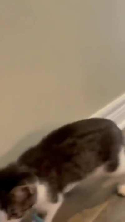 Kitten thinks she's a bunny.