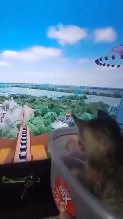 Kitty goes for a ride on Yukon Striker
