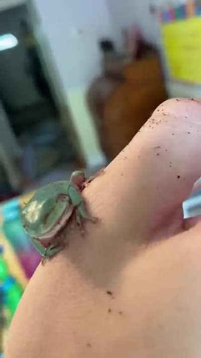 Blind whites tree frog anyone know of anyone else who owns a eyeless frog, he eats from tongs and is healthy just want to know what you have to say