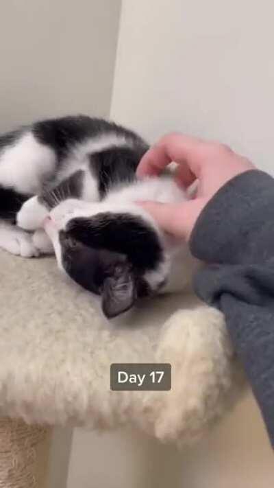 This kind woman rescuing a feral kitten