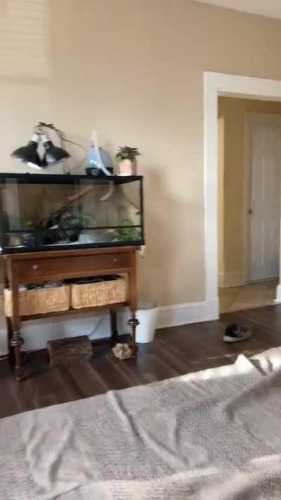 Impressive window perch for cats