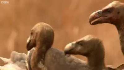 Crow starts a fight between vultures to distract them, so he can get at the carcass they're feeding on