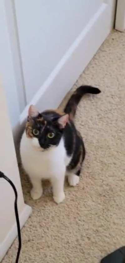 Matcha questions authority