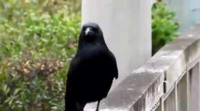 This is how you do the catwalk! 😂