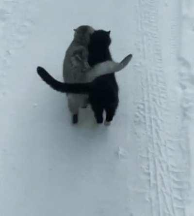 The black cat is blind, they never leave each other 🥺