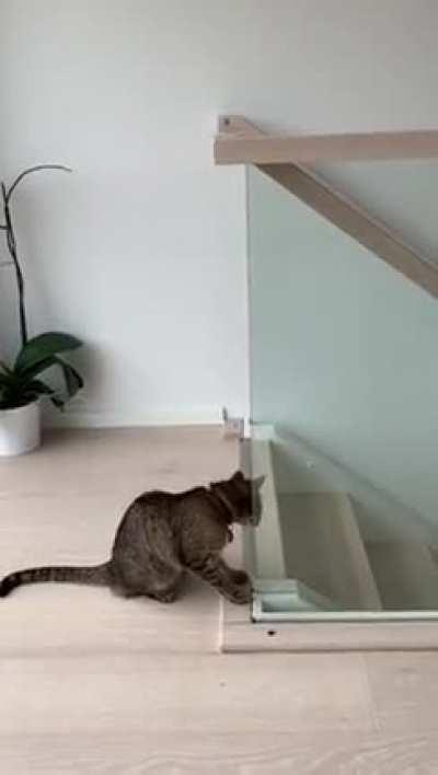 Cat failing to jump on the stair railing 😂