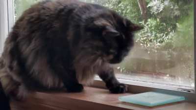 Stinkbug 1, Nugget 0.