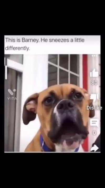 This dog sneezes differently 😂