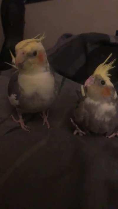 Our bird Chonko singing to our new ( unfazed ) baby.