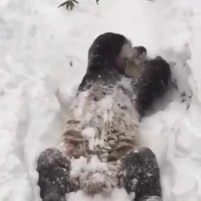 🔥 a panda enjoying the freshness and softness of the snow