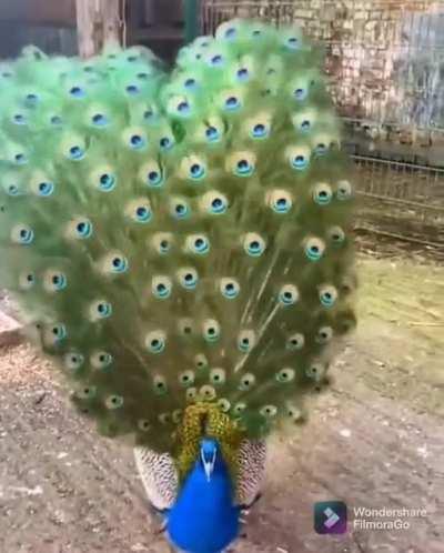 Peacock showing off his tail