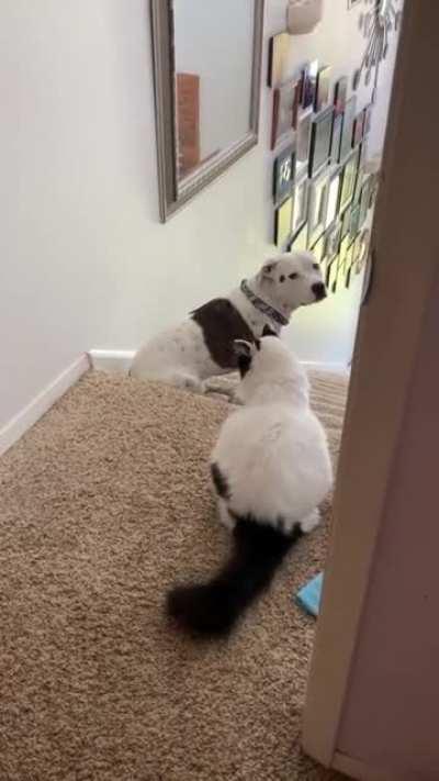 'Stay off my turf' cat gets infiltrated by submissive sneaky doggo.