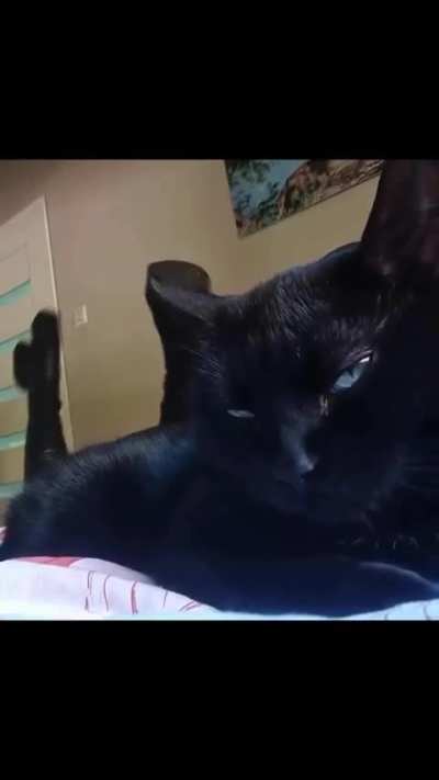 Cat gi... Uh girl cat...?