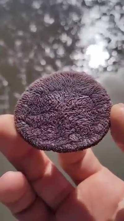 This is a sand dollar