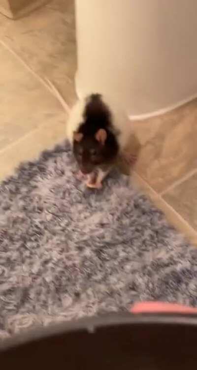 i know its a lil weird im eatin in the tub but hey, me and the ratti do everything together check this out