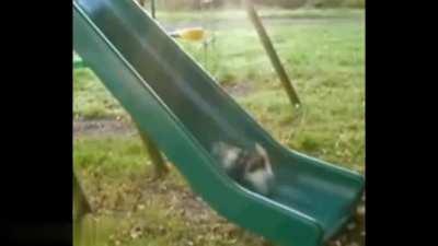 Funny Animals video 🐼