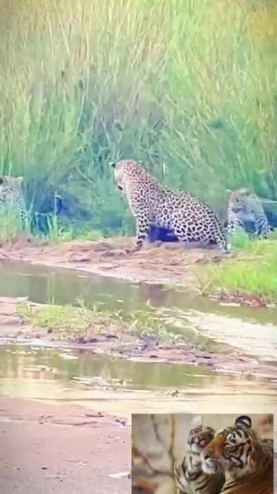 Honey badger tippy taps at the end...