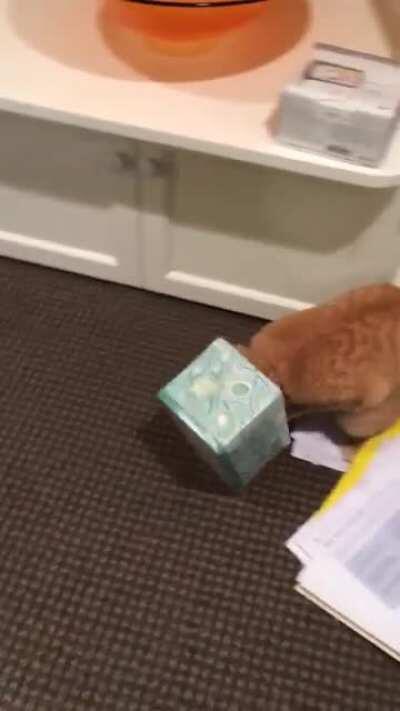 A video a friend sent me of their cat me like 7 years ago, but now i have this subreddit to post it on (sound makes it better imo)