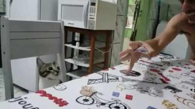 Cat log: Hoomans make cards disappear. Postpone taking over world until we make anti-magic machine.