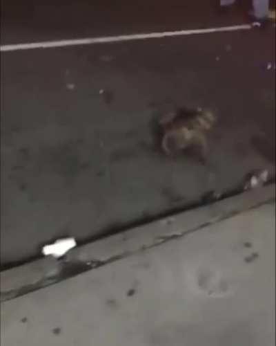 Beating a poor animal.