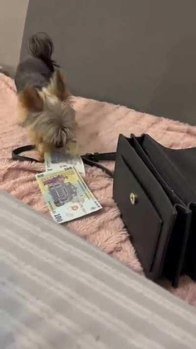 Caine crescut in Romania