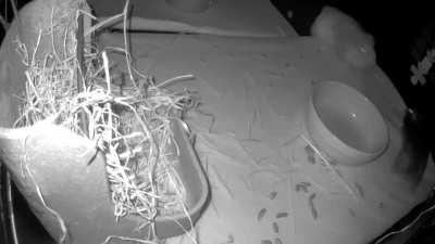 my hamster escaped last night and found her way into the pig cage…