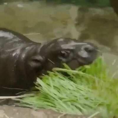 Hungry pygmy hippo calf