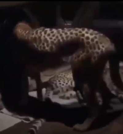 A man in Africa is sleeping with cheetahs at night.
