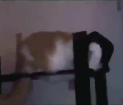 القط له مستقبل.