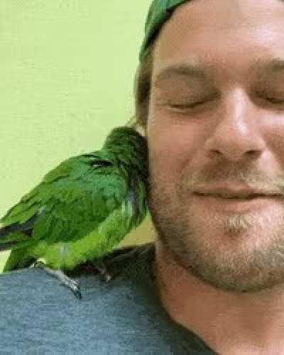 And they called it, parrot loveeeee