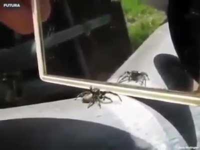 A spider’s reaction when it sees itself in front of a mirror